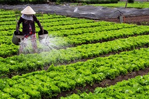 Phòng bệnh cho rau vụ đông